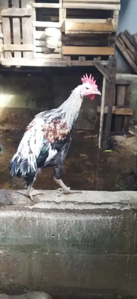 Ayam Pelung muda