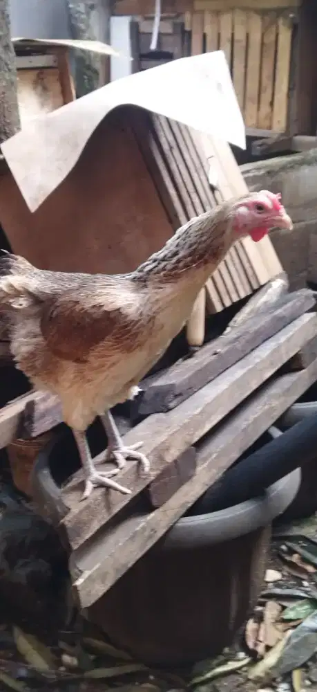 Ayam Pelung Babon