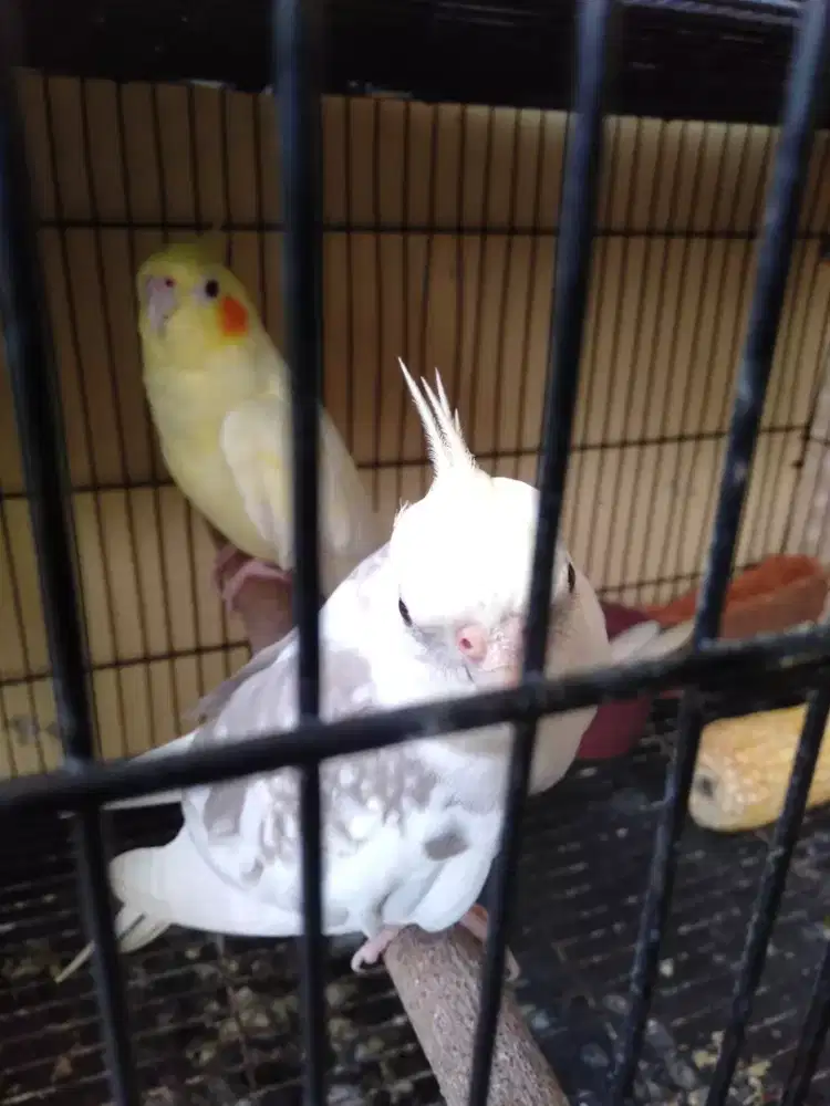 Burung falk Australia