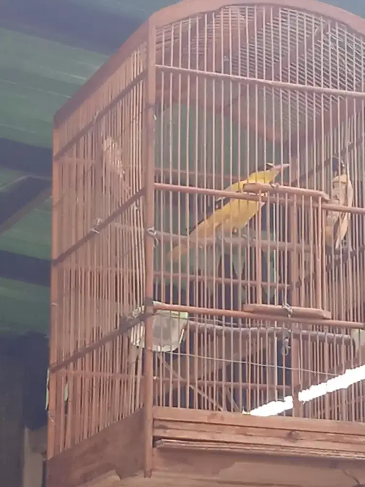 Burung kepudang Jawa.