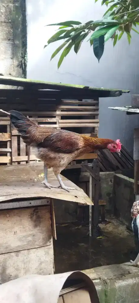 Ayam Pelung Dara