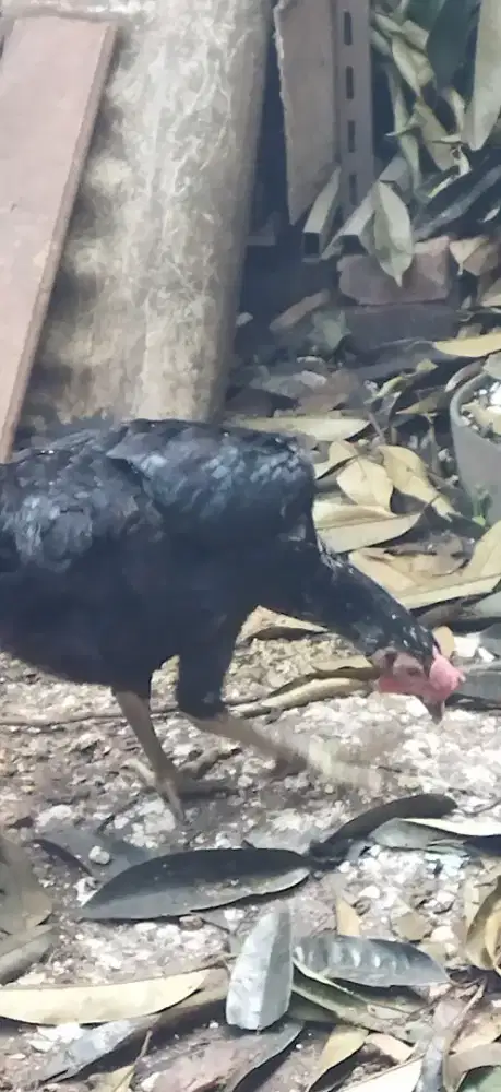 Ayam Pelung Dara