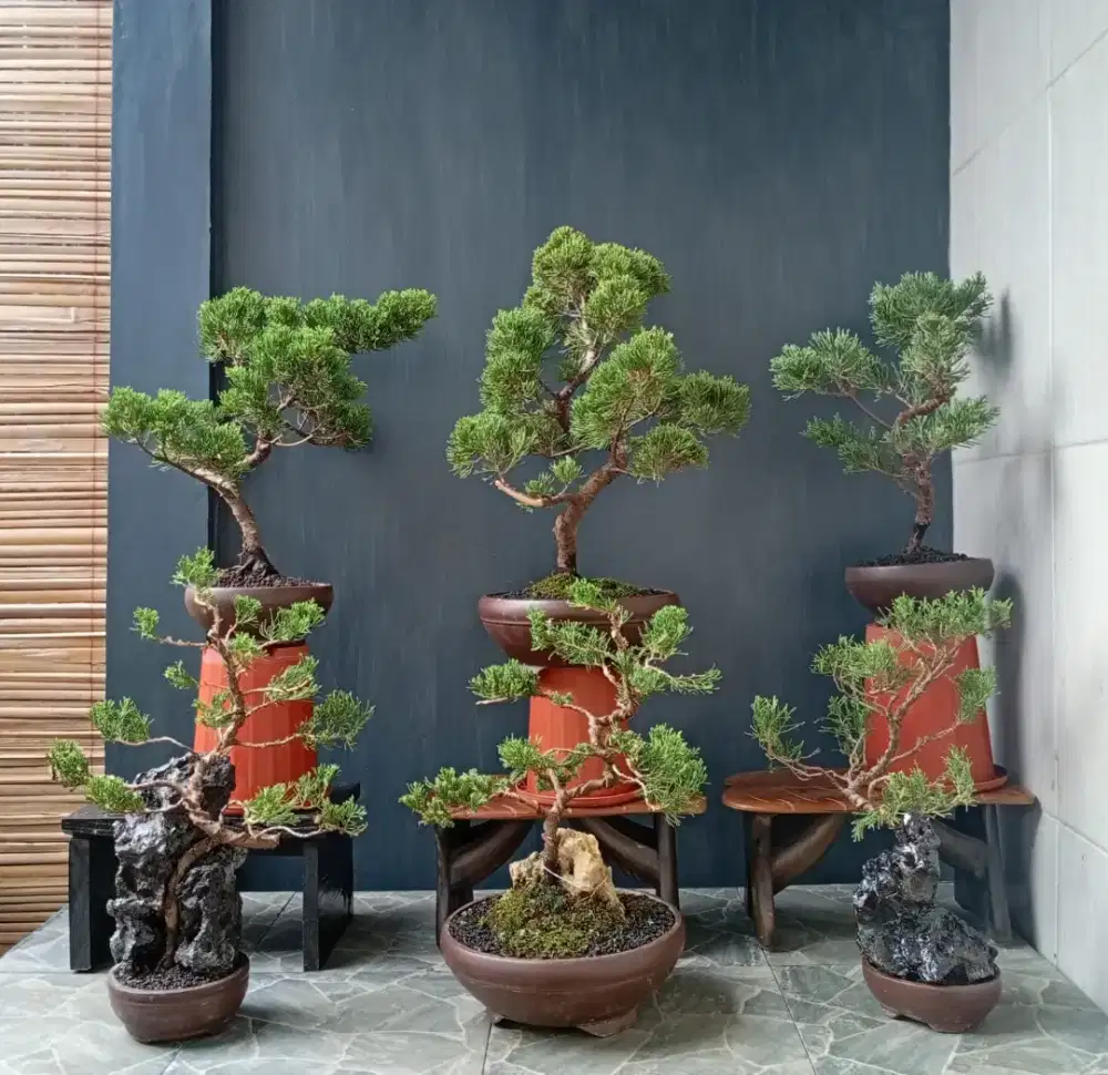 Borongan murah bonsai Cemara sinensis 6 pot