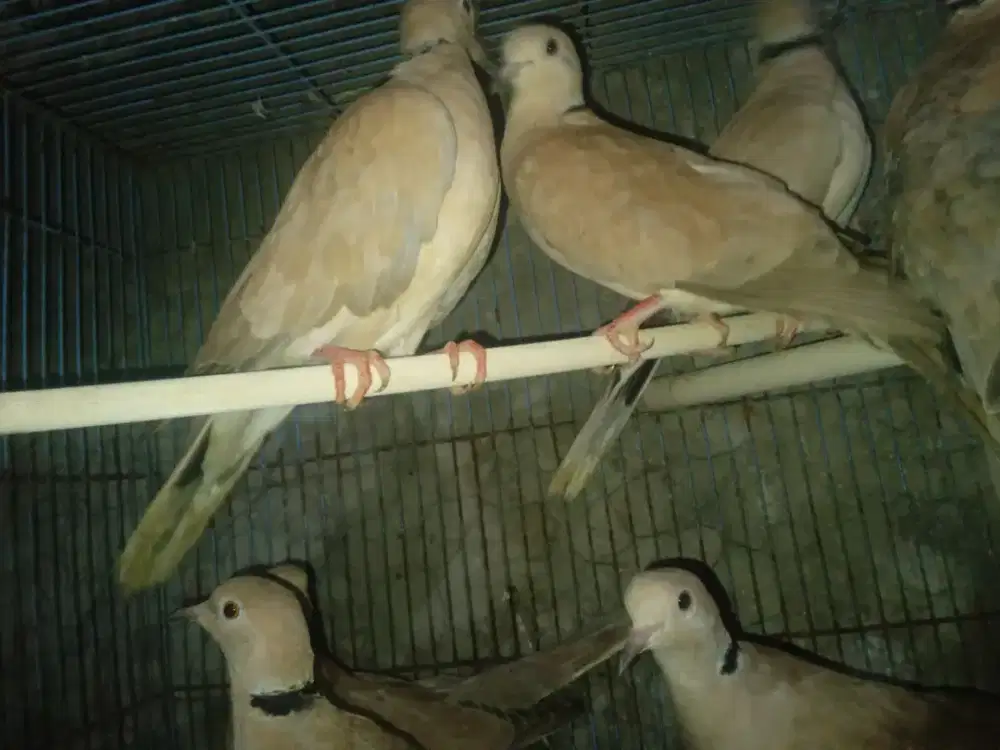BURUNG PUTER PELUNG ASLI