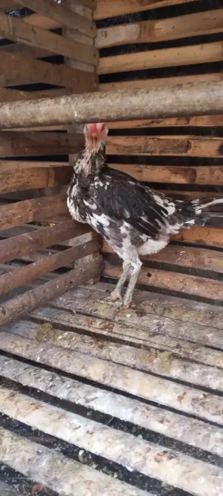 Ayam betina cetak jenis Pama IQ