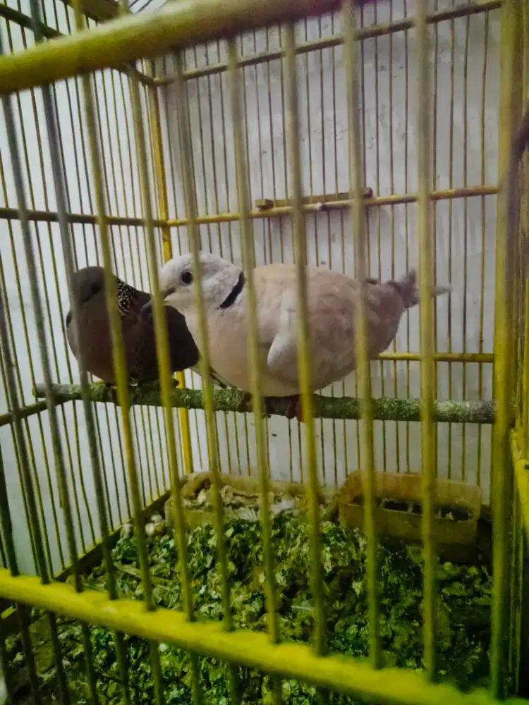 Puter pelung jodohan