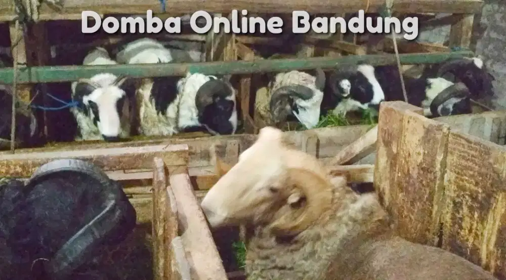 Domba Kurban 777