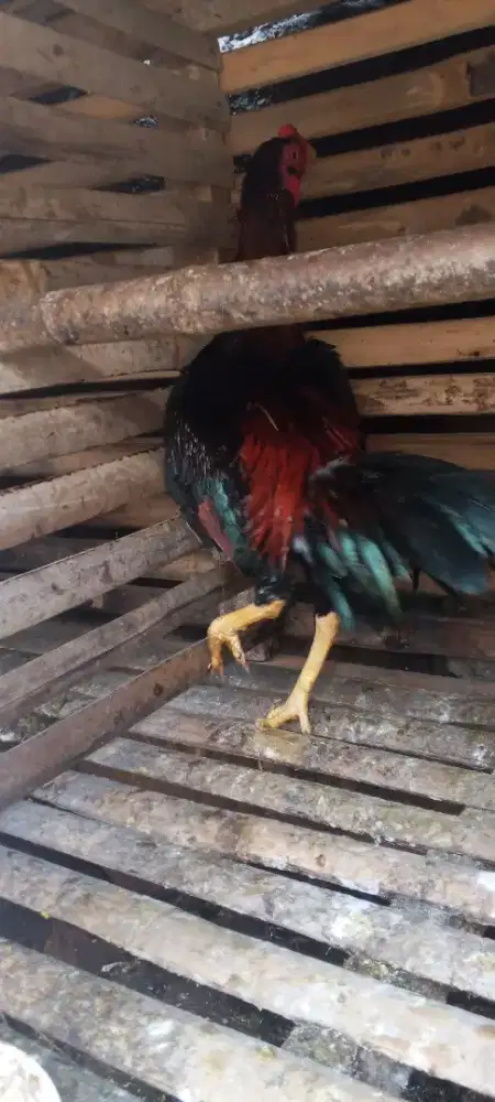 Ayam lancuran jenis koytrad
