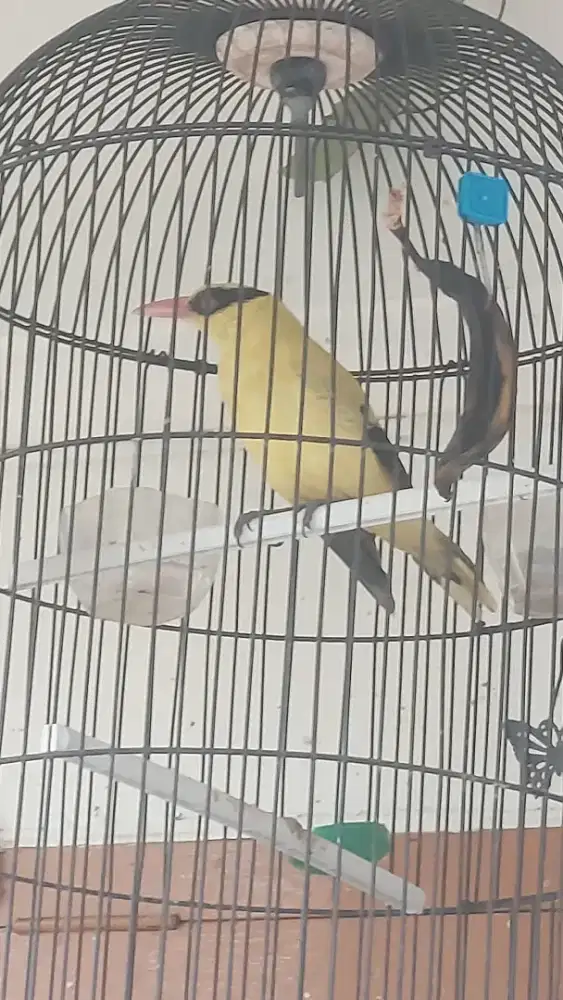 burung kepodang burja