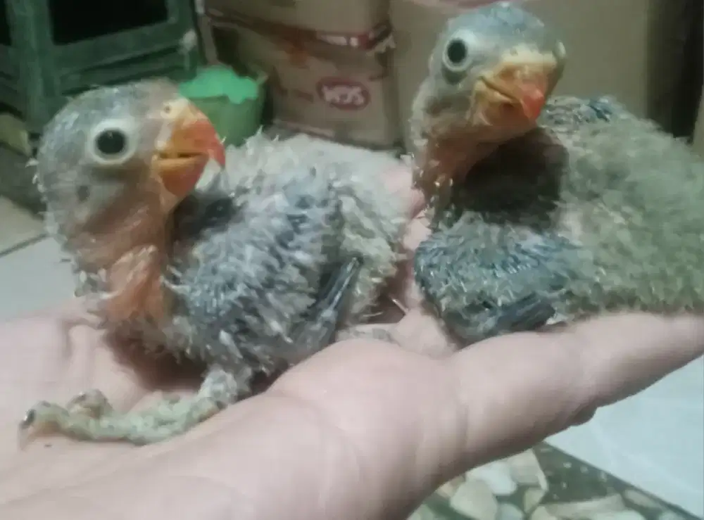 LOVEBIRD LOLOHAN 30 HARI
