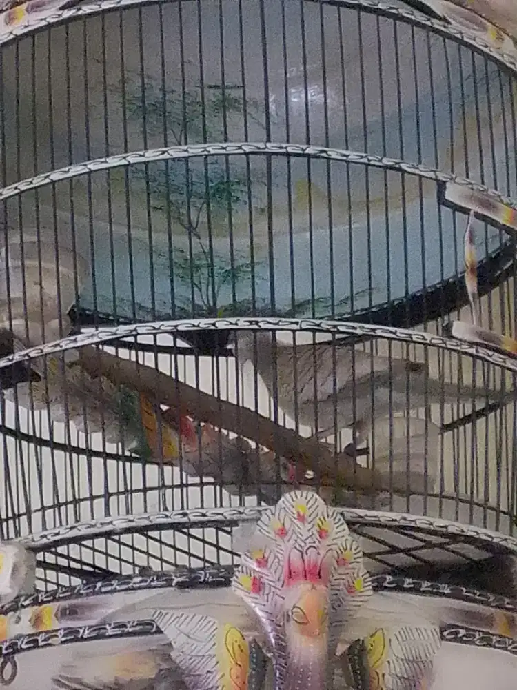 perkutut silver