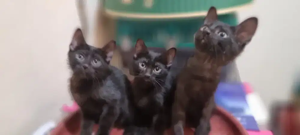 3 anak kucing warna hitam silahkan di adopsi