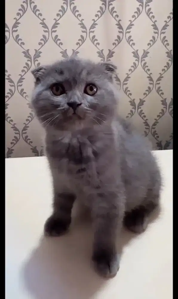 Kucing kitten british shorthair x scottish fold betina