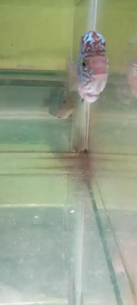 Louhan kamfa f2 cilnong