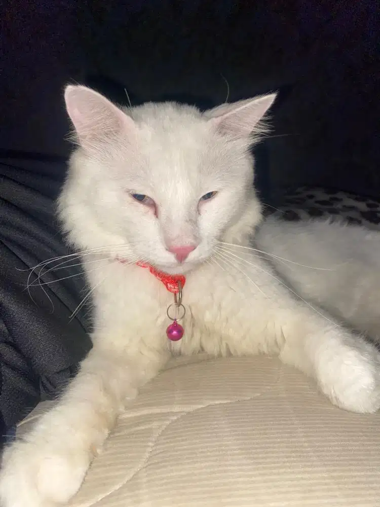Free adopt persia