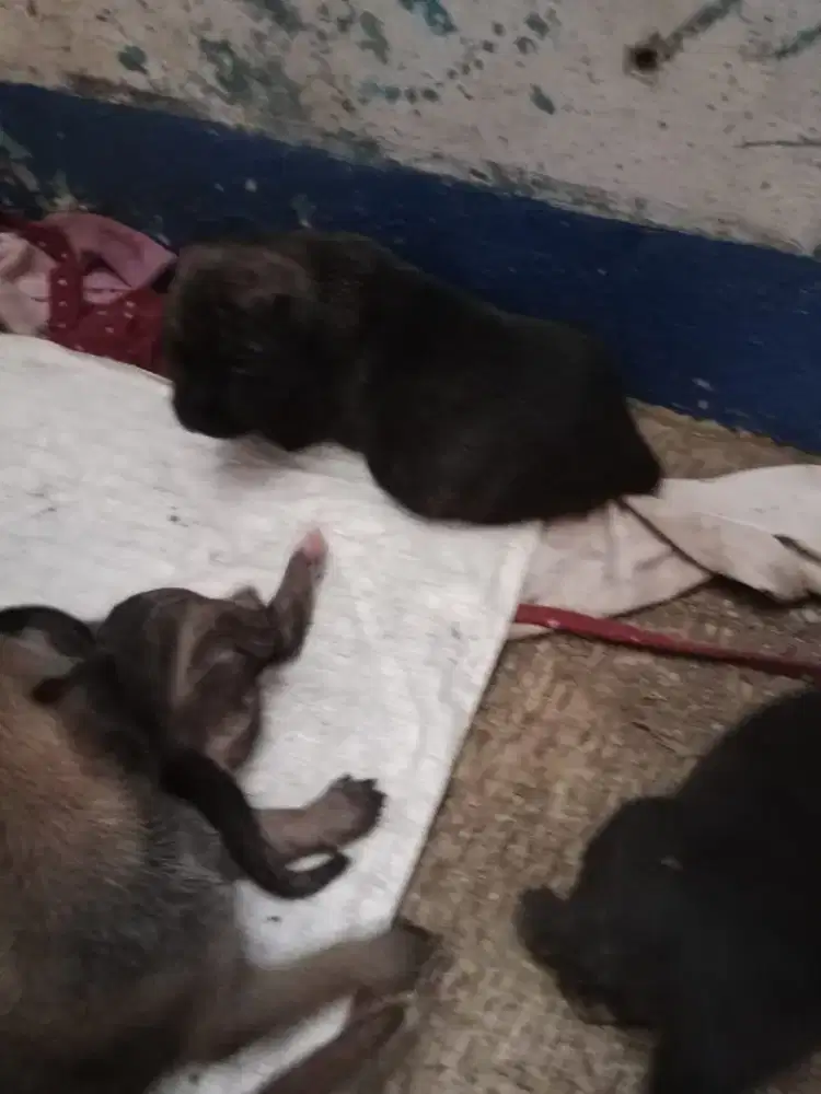 puppy pitkam lokal