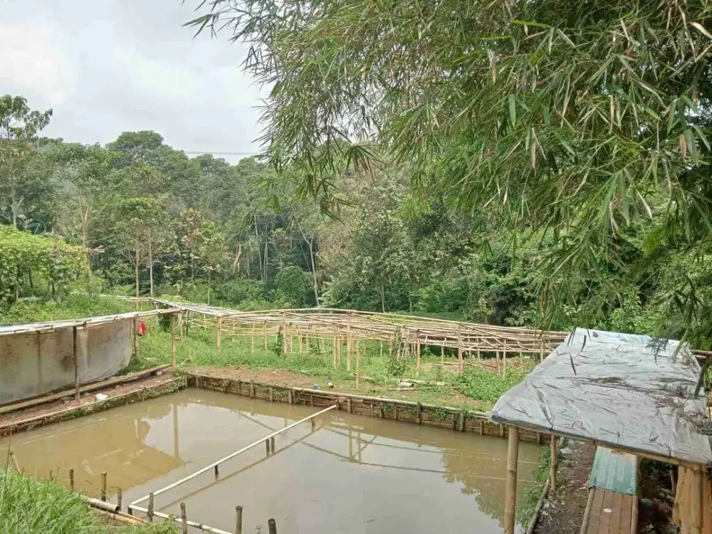 JUAL CEPAT TANAH UNTUK INVEST ATAU VILA AKSES MASUK MOBIL CIWIDEY