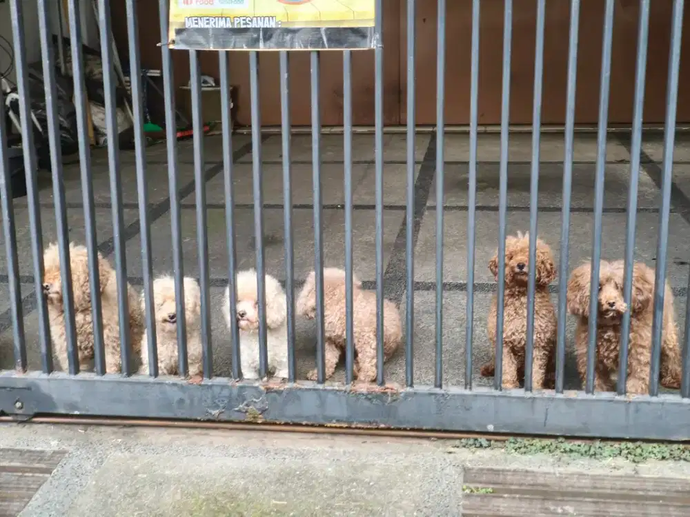 POODLE lincah & sehat