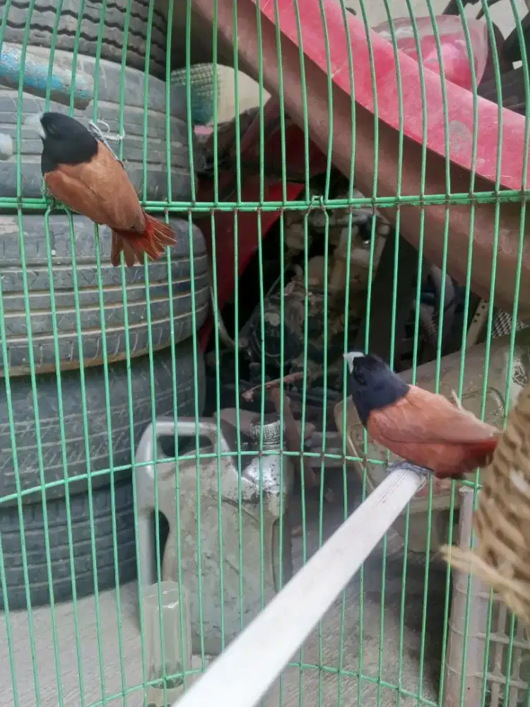 Sepasang Emprit BHM (Black Head Munia) Kepala Hitam