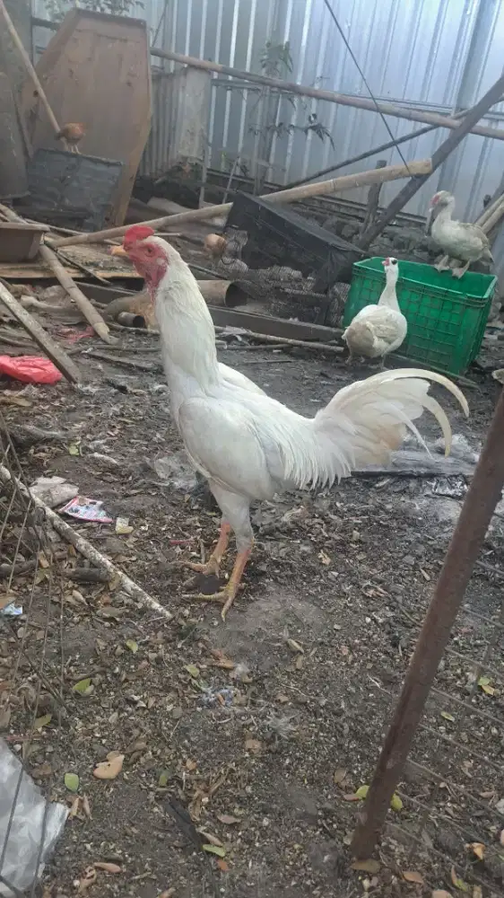 Ayam putih polos
