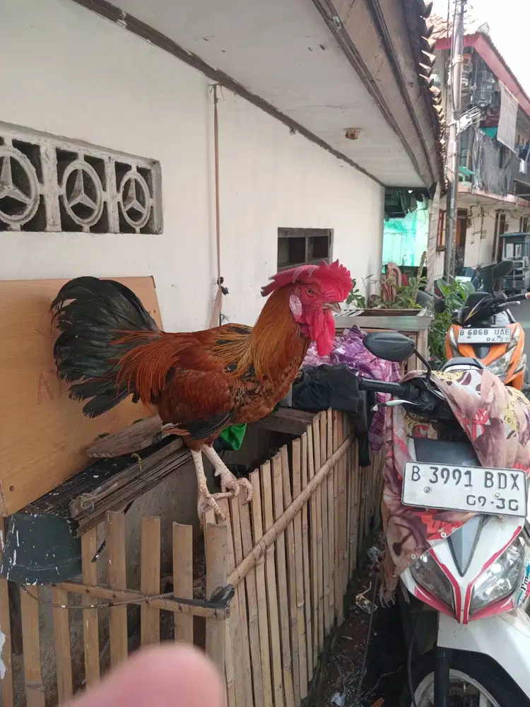 AYAM PELUNG ASLI CIANJUR