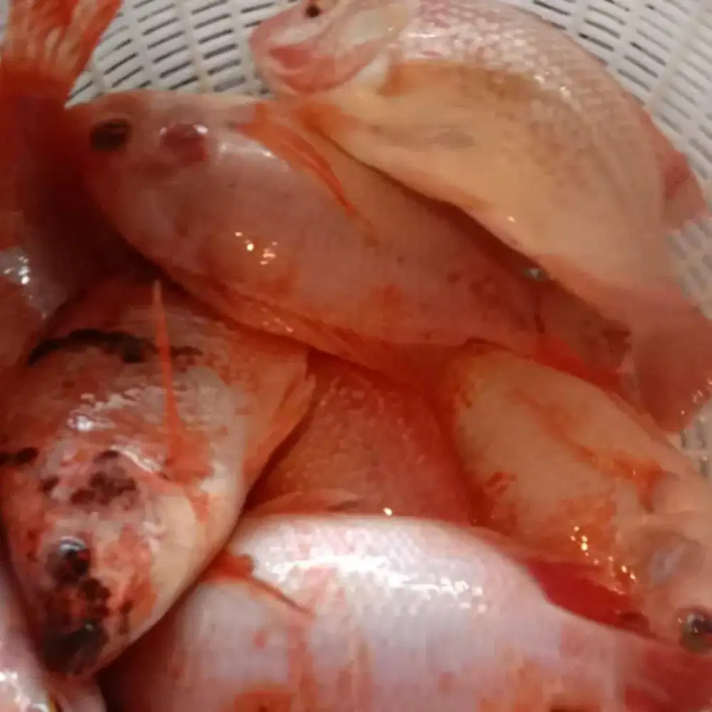 Ikan nila merah hidup