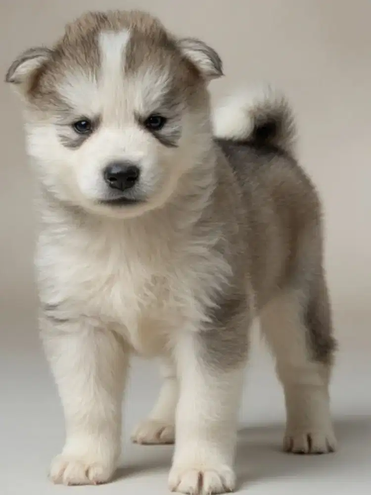 Puppy Alaskan Malamute mix Lucu Fluffy cocok untuk peliharaan di rumah