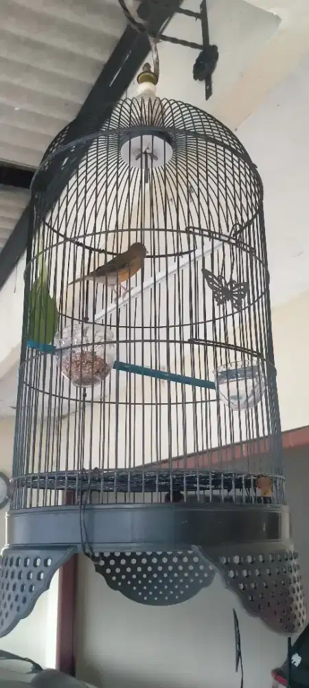 Burung Kenari AF jantan