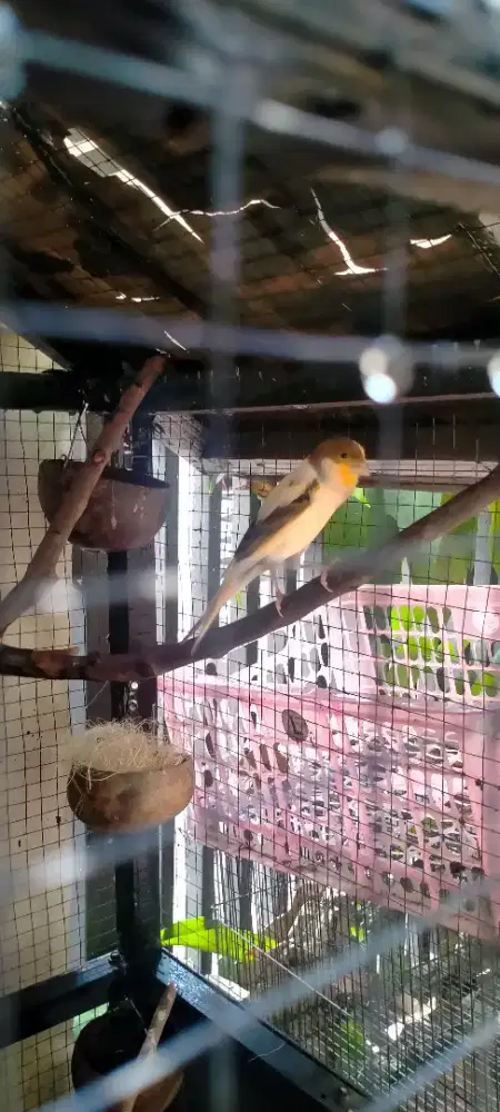 Burung kenari Betina