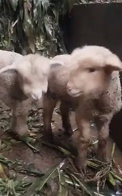 sepasang cempe anakan domba merino 4 bulanan exotik gemesin lucu unik