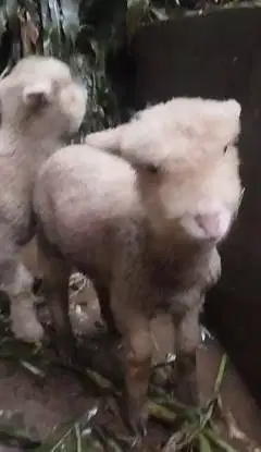 sepasang cempe anakan domba merino 4 bulanan exotik gemesin lucu unik