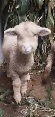 sepasang bibit cempe domba merino 4 bulanan lucu exotik menggemaskan