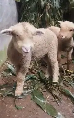 sepasang bibit cempe domba merino 4 bulanan lucu exotik menggemaskan