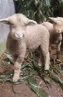 sepasang anakan domba merino 4 bulaann lucu exotik menggemaskan manteb