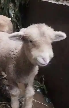 sepasang anakan domba merino 4 bulaann lucu exotik menggemaskan manteb