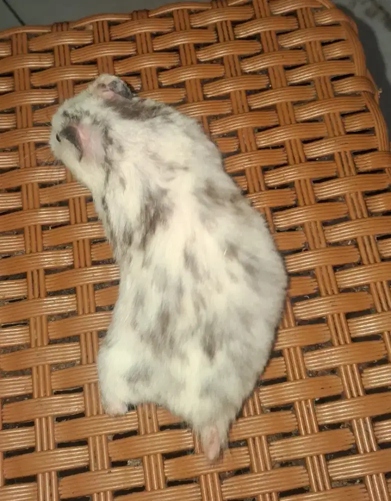 hamster fujiama indukan udh gede banget lucu cewe