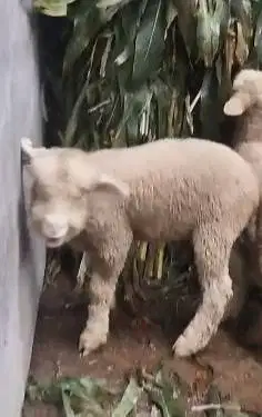 sepasang anakan cempe domba merino 4 bulanan lucu menggemaskan manteb