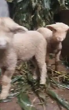 sepasang anakan cempe domba merino 4 bulanan lucu menggemaskan manteb
