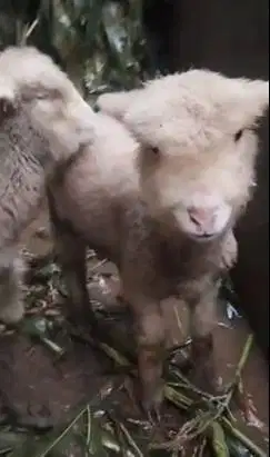 sepasang anakan cempe domba merino 4 bulanan lucu menggemaskan manteb