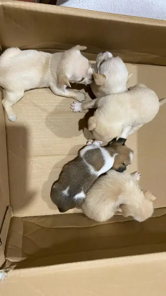 Jual anak anjing Chihuahua x shitzu