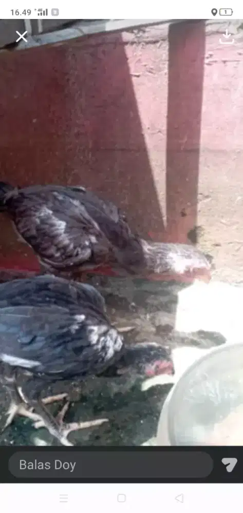 Ayam Bangkok usia 4bulan