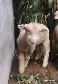 sepasang cempe anakan domba merino 4 bulanan lepas sapih exotik manteb