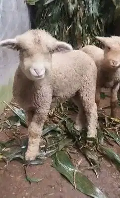 sepasang cempe anakan domba merino 4 bulanan lepas sapih exotik manteb