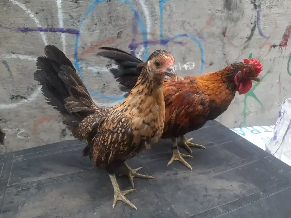 AYAM KATE REMAJA SEPASANG