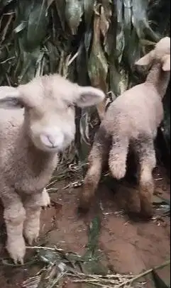 sepasang anakan cempe domba merino 4 bulanan lepas sapih exotik manteb