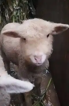 sepasang anakan cempe domba merino 4 bulanan lepas sapih exotik manteb