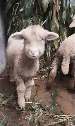 sepasang anakan cempe domba merino 4 bulanan lepas sapih lucu gemesin