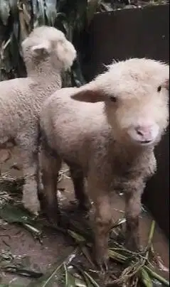 sepasang anakan cempe domba merino 4 bulanan lepas sapih lucu gemesin