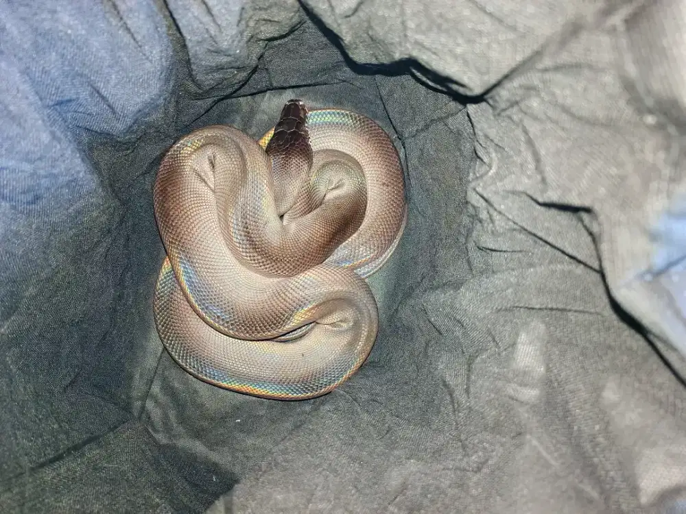 Reptile ular black albertisi