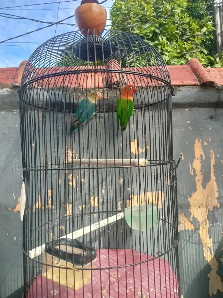 Jual burug lovbird